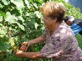 Vendemmia al Höllerhof